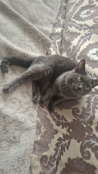 Отдам кошку в добрые руки