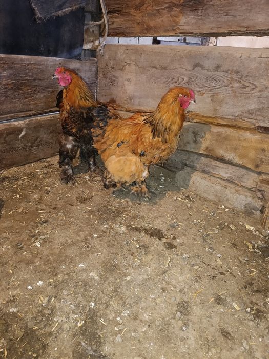 Брам атештер сатылады