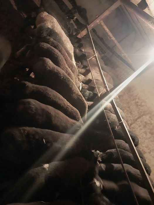 Еркек тоқтылар сатылады