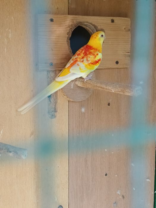 Мъжки поен папагал.