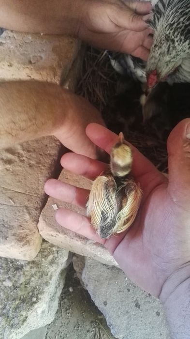 Шарени птици арлекини