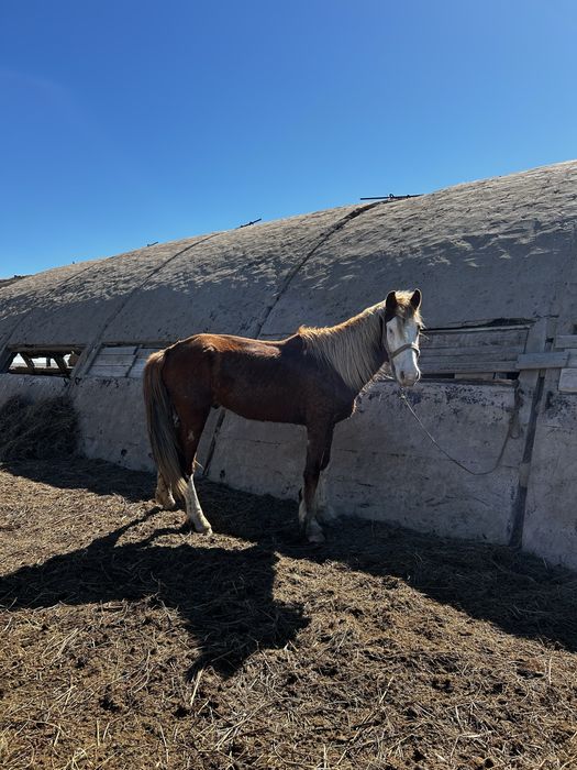 Айгыр жеребец донен