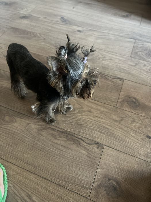 Алматы Продам девочку йорка, мимиминечка..