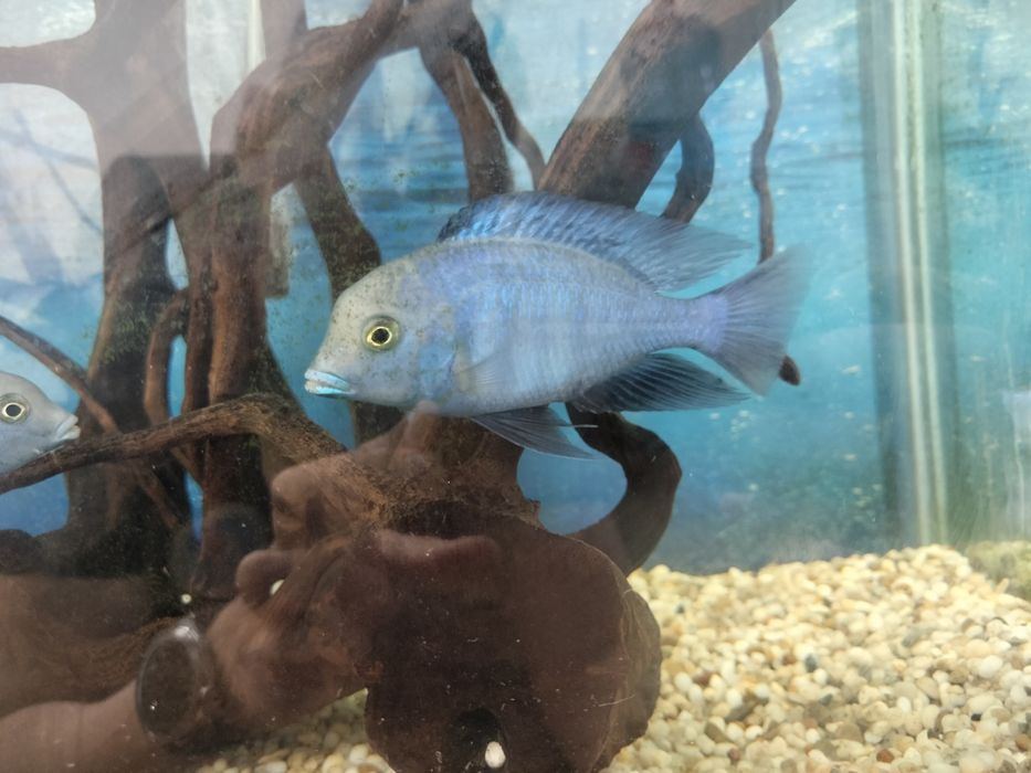 Продам аквариумных рыб синий дельфин