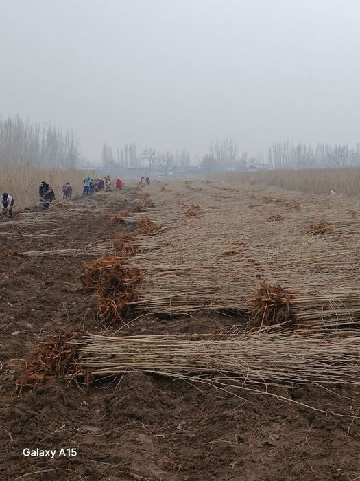 Tut kuchatlari sotiladi 1metrdan 4metrgacha