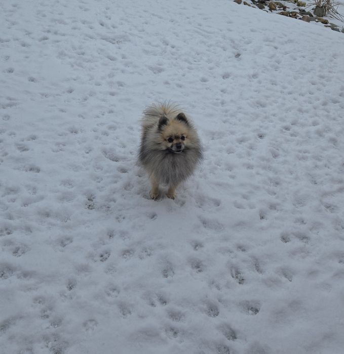 Померан    момче