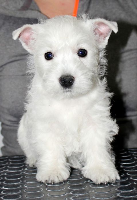 Вест Хайленд Вайт терьер