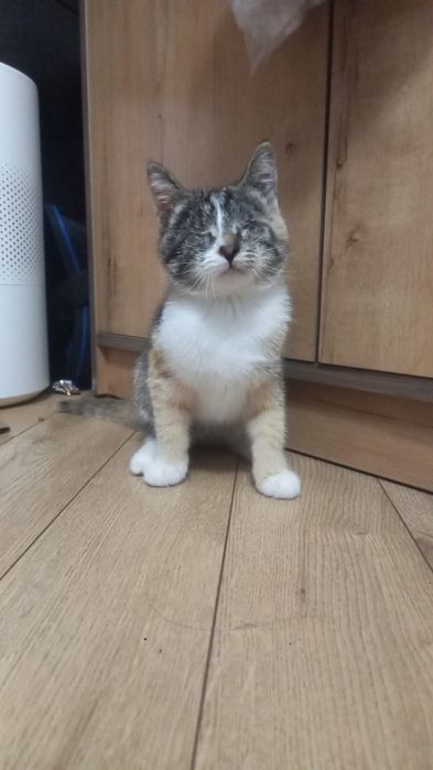 Котенок в добрые руки