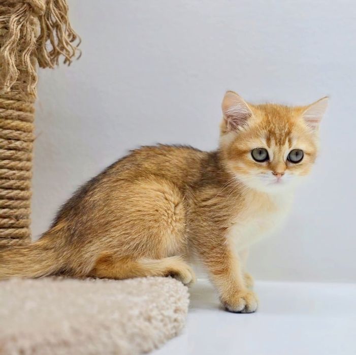 Кошечки и коТики БриТансКие/