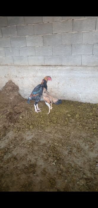 Продается  Бойцовский петух