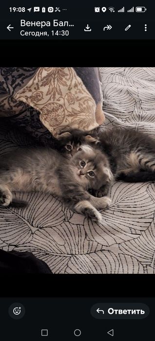 Животными мир кошки котята