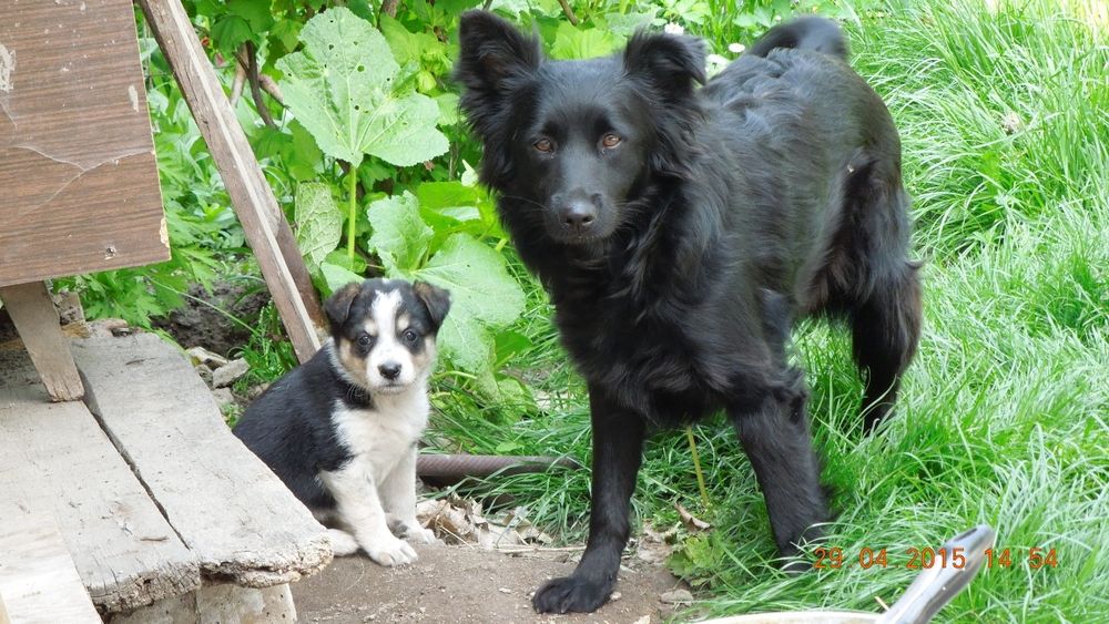 Пропала собака. В районе аэропорта.