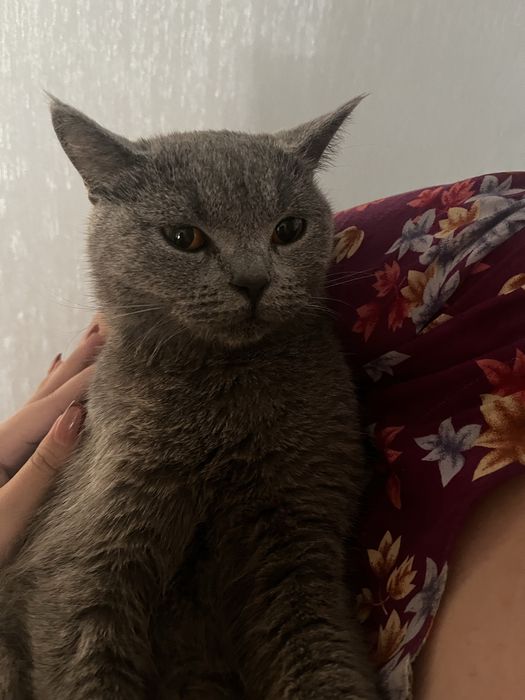 Британская кошка