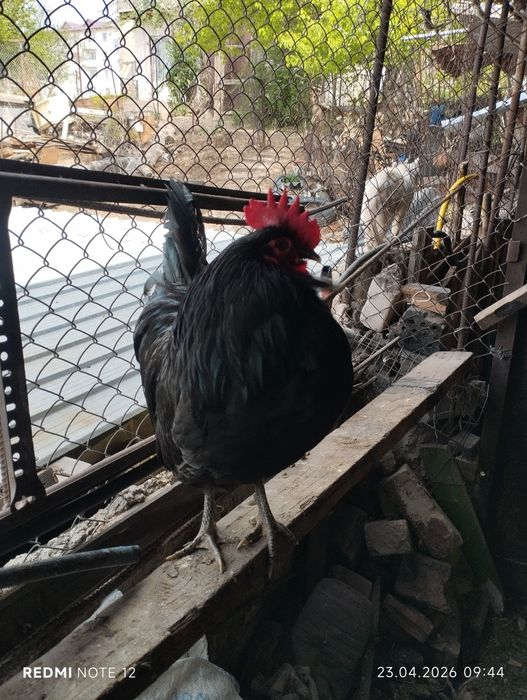 Яйцо для инкубатора