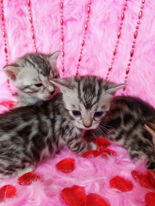 Продам бенгальских котят