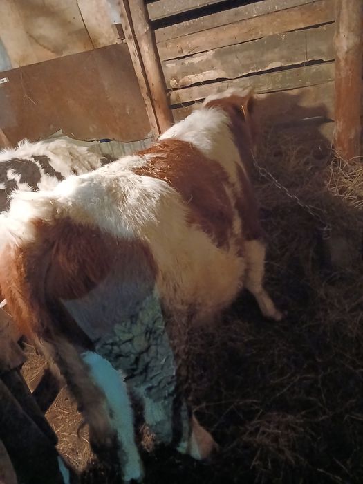 Продам,2 телки и бычок