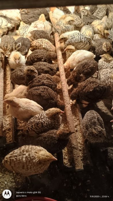 Оплодени яйца от пъдпъдъци