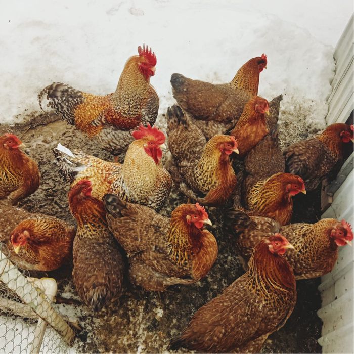 Гусийные и курийные яйца на инкубатор