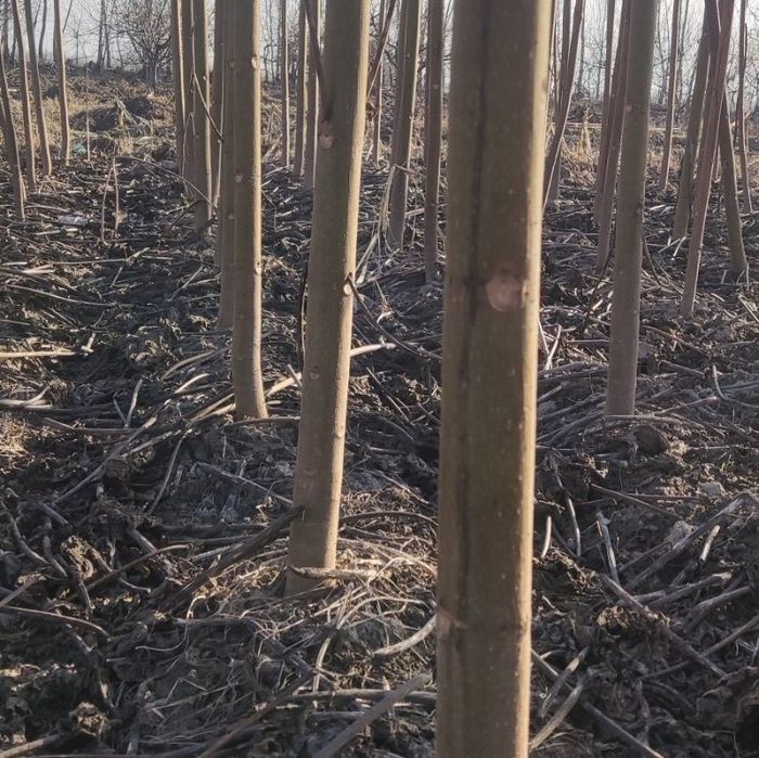 Pavloniya Gibrid 9501 nihollari,  павлония  koʻchatlari кўчати