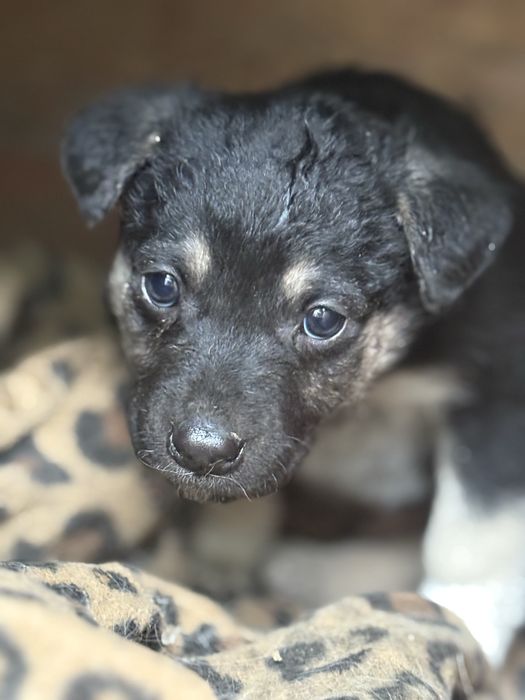 Щенок срочно ищет отвецтвиные руки