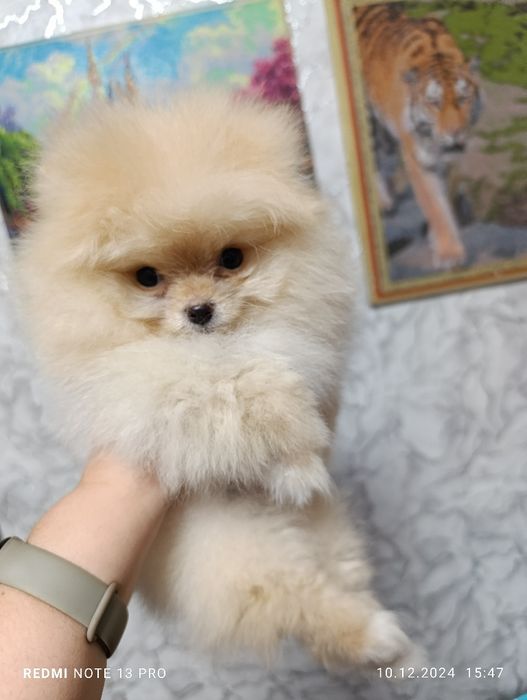 Щенки померанского шпица