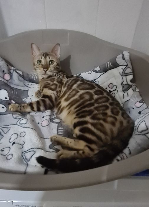 Бенгалы шоу класса!