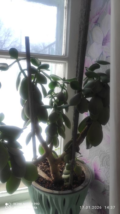 Денежное дерево 2 шт, лимон.