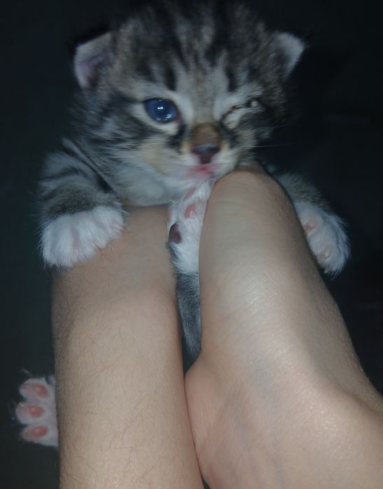 Срочно отдам милых котят.