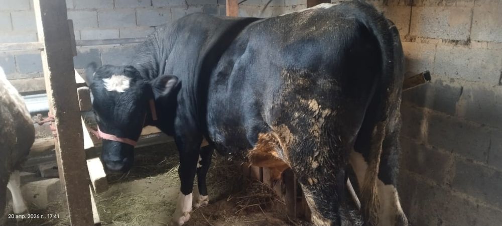 Продам два бычка породистых