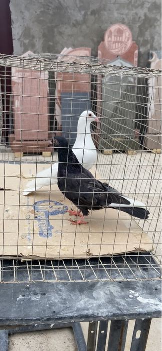 Голуби Чех, кормилка и бакинцы