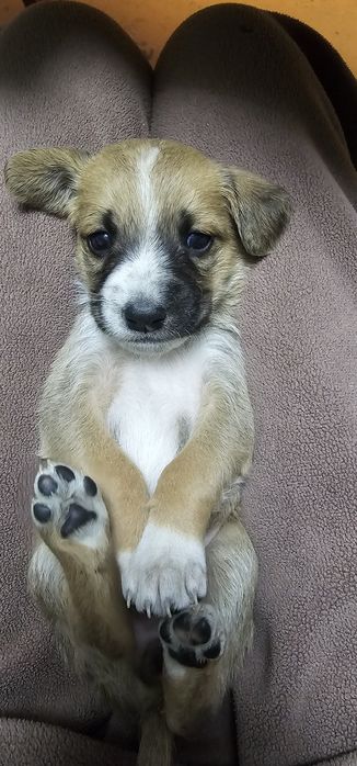 Щенки. Мама, Кокер спаниель.