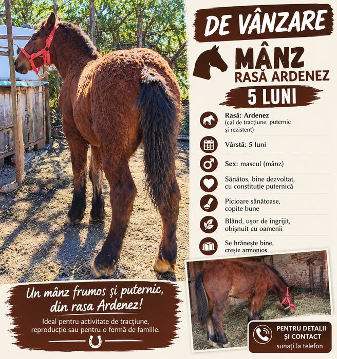 Vând mânz de 6 luni rasa ARDENEZ