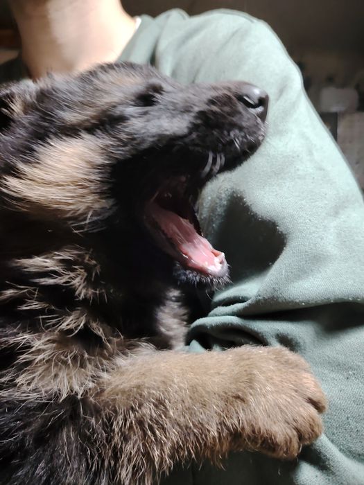 Продам щенков немецкой овчарки