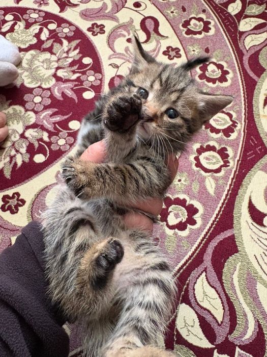 Кошки 4 шт маленкий