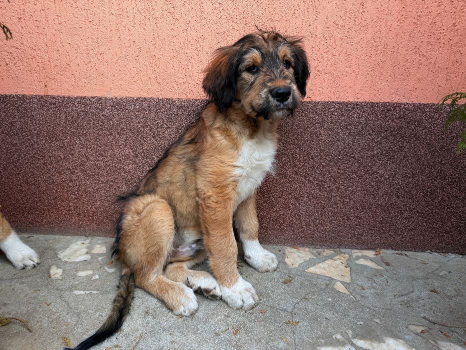 Vand pui de catel de talie mare