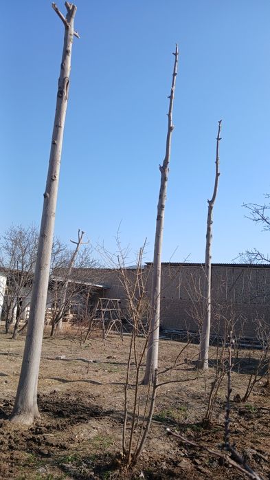 Pavlovniya daraxti 4 tup.