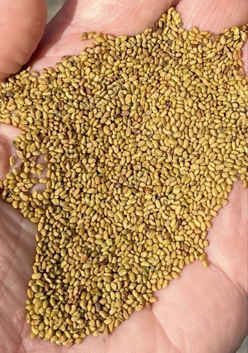 Vand seminte de lucerna selectata si decuscutata germinatie 100/100