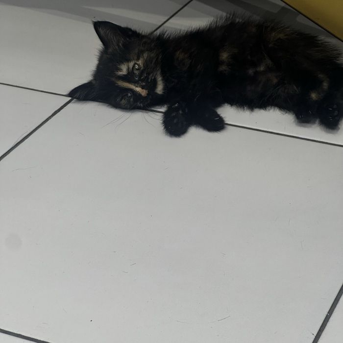 Котята домашние , Отдадим ответственным и добрым людям