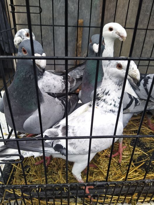 Vand Porumbei german