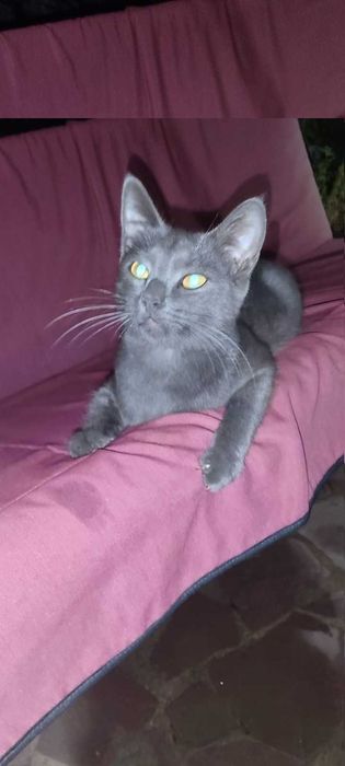 Молодой котик Барсик ищет добрых хозяев