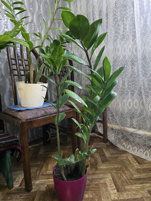 Замиокулькас продаю