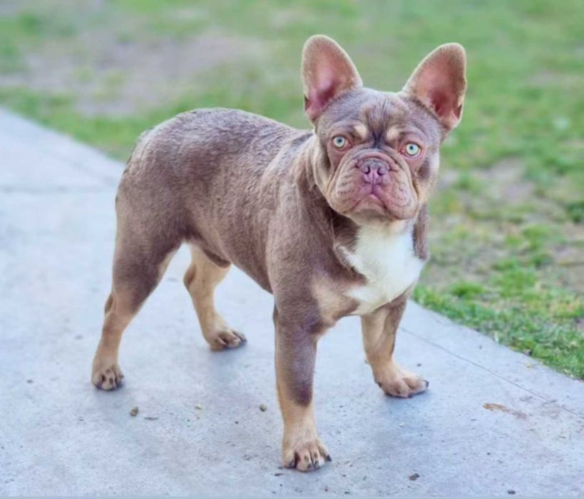 Френски булдог - мини new shade isabella tan