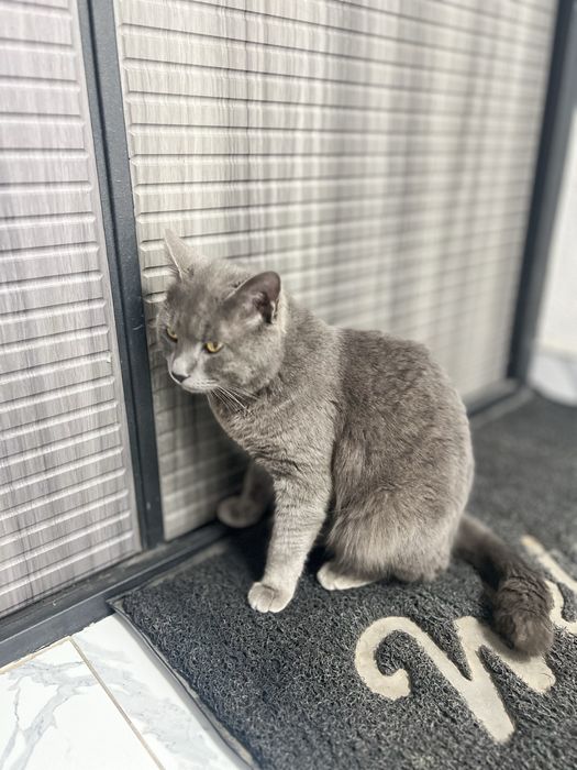 Britanskiy yoshi 2 da oʻgʻil bola