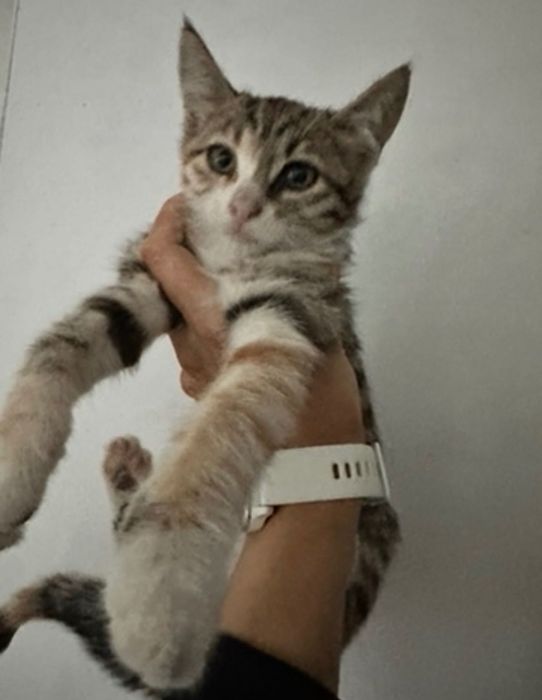 Подарявам 4 котета