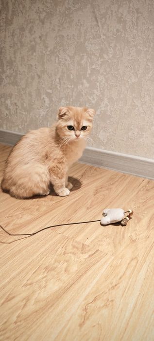 Золотая шиншилла фолд. .