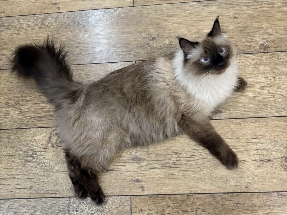 Балинезийский кот