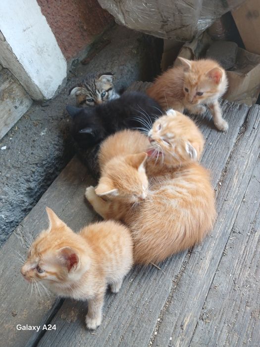 Отдам котят сами кушают