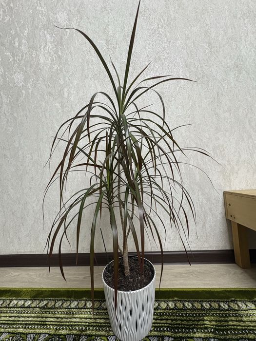 Продам комнатный цветок Драцена