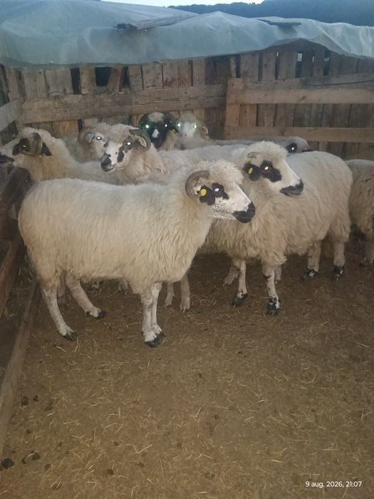 7 oi și 3 miei de vânzare