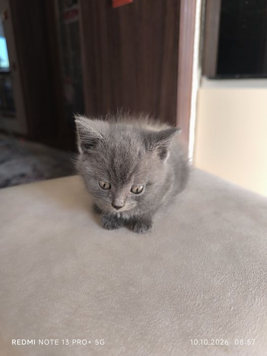 Котята вислоухие